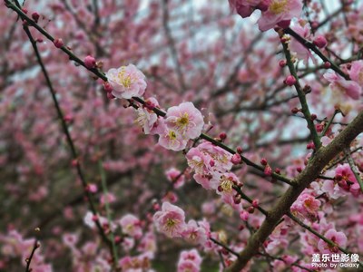 帶上我的她賞花去。
