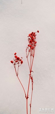 什么花