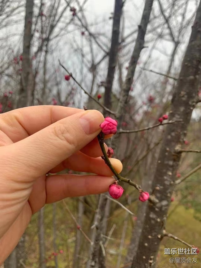 【新年氣氛組】看梅花