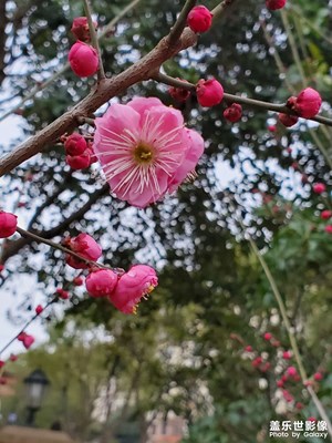 【中國(guó)年】+凌寒獨(dú)自開