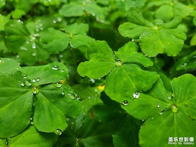 大年初二下雨天隨手拍