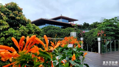 鞭炮聲聲滿地紅，
雨潤大地春意濃（喜慶之花——炮仗花）