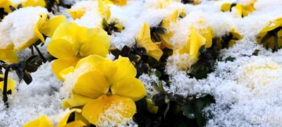 下雪了