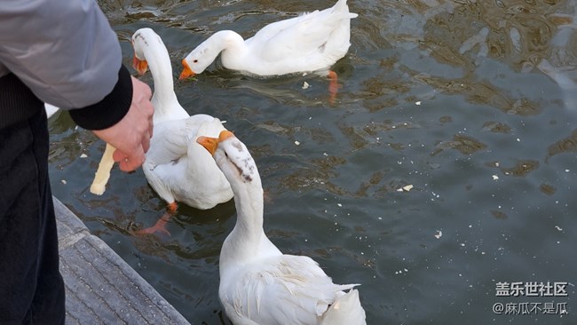 【新年日常分享】+新年逛公園