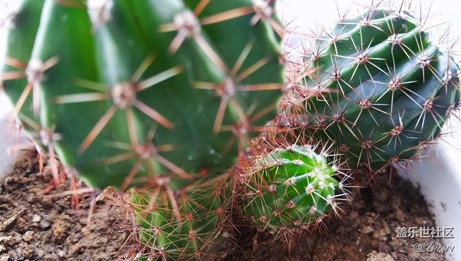 【家鄉(xiāng)年味】家里的綠植們