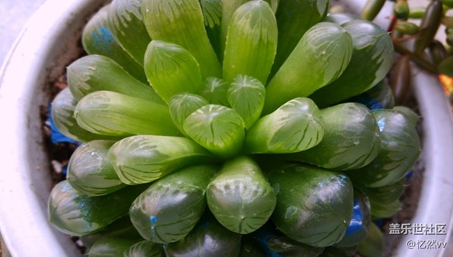 【家鄉(xiāng)年味】家里的綠植們