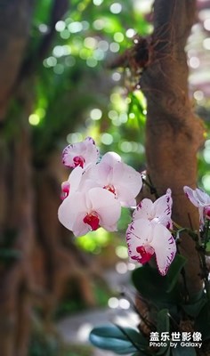 游蔭生植物園隨拍