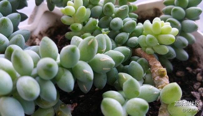 【家鄉(xiāng)年味】家里的綠植們