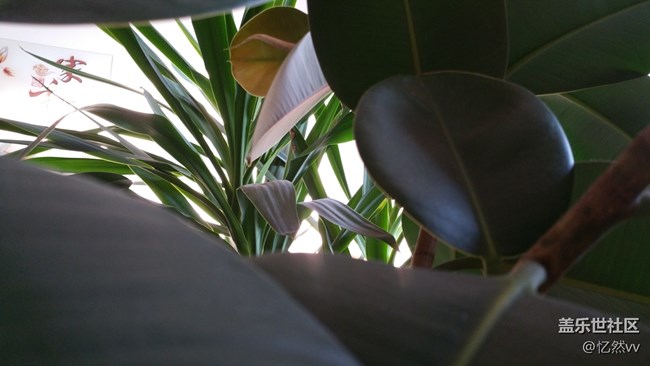 【家鄉(xiāng)年味】家里的綠植們