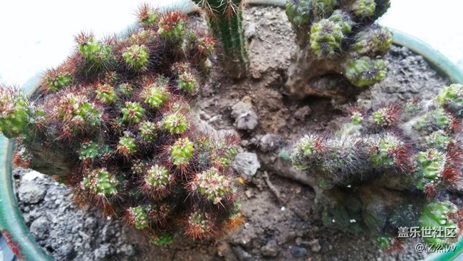 【家鄉(xiāng)年味】家里的綠植們