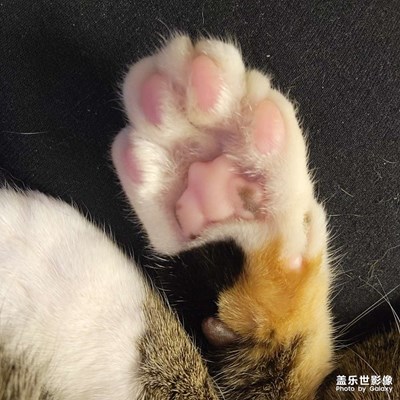 幸幸之今日份，光jo大睡