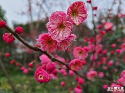 春天里的臘梅