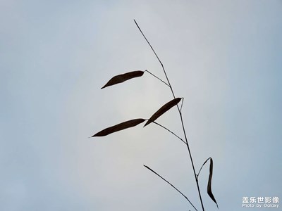 都s22了，s10仍然未out