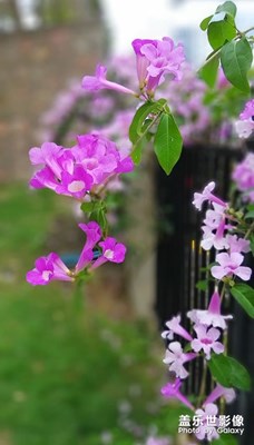 綠城冬季盛開的花卉