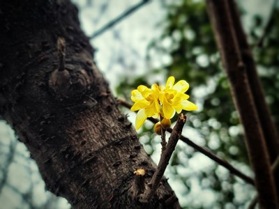 【足記】+留云禪寺賞梅