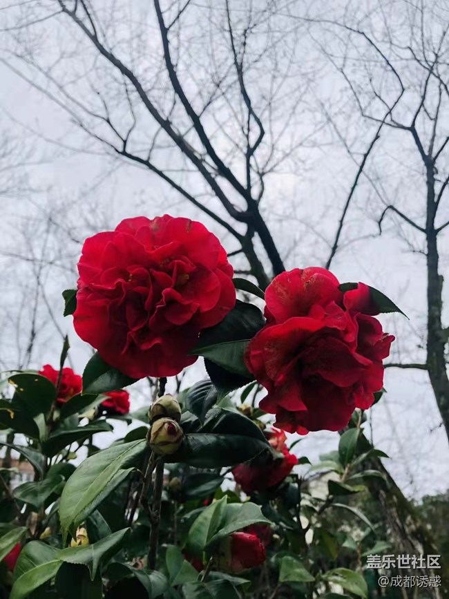 【家鄉(xiāng)年味】春節(jié)帶娃