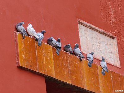 【身邊的美好】+故宮博物院