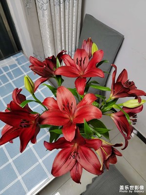 百合花