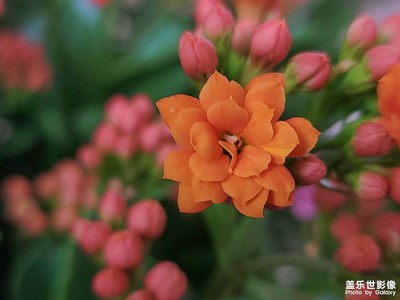 花團(tuán)錦簇之長壽花