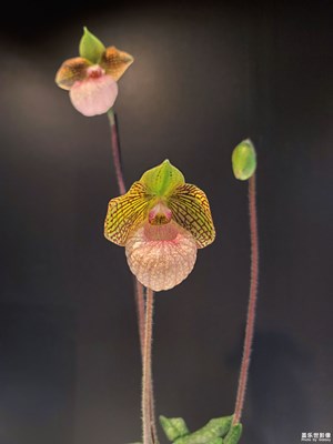 蘭花千面