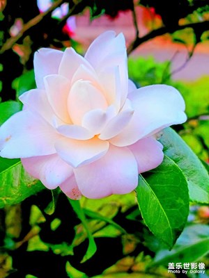 靈秀茶花