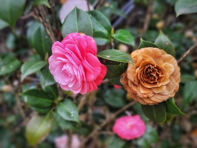 【街頭】+老家街頭的茶花樹