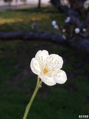 【身邊的美好】+梅來香