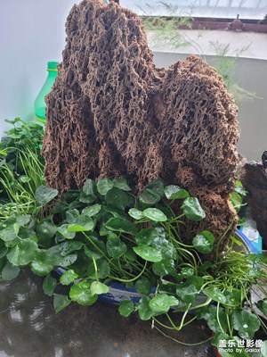 銅錢草