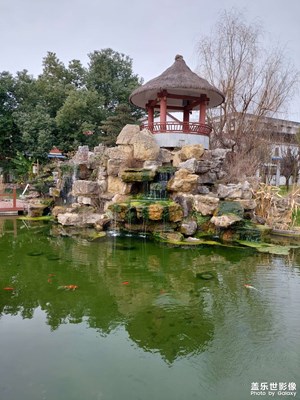 錦鯉