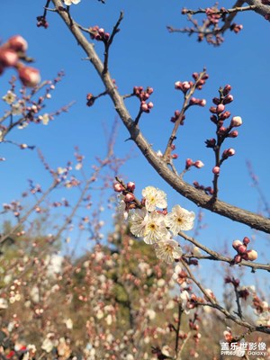 初春的梅