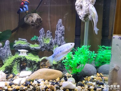 小魚入缸了