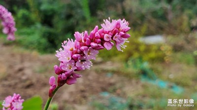 路邊的小花