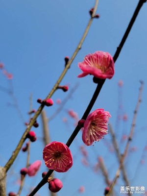 梅花初開