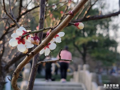 春歸