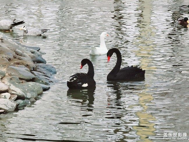 《每周星鮮事》 第95期:Galaxy S22系列 新品上市 立即預(yù)約