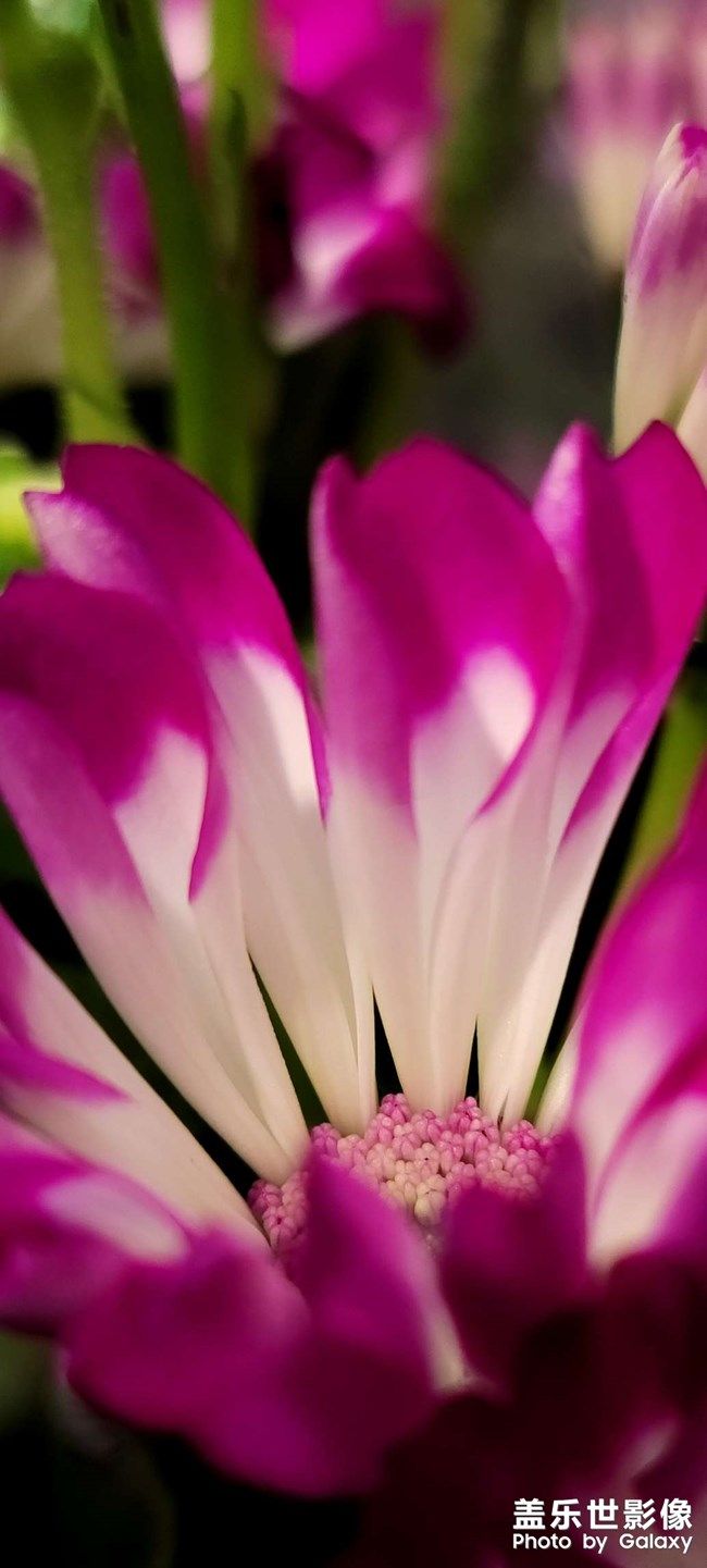 《每周星鮮事》 第95期:Galaxy S22系列 新品上市 立即預(yù)約