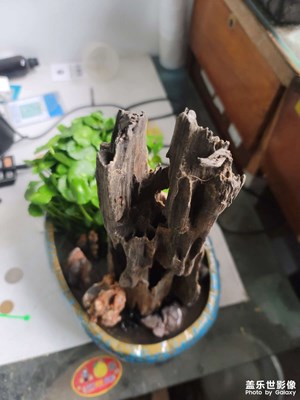 銅錢草銅錢草銅錢草銅錢草銅錢草