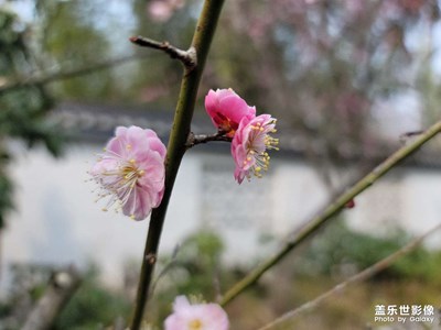 人間三月天