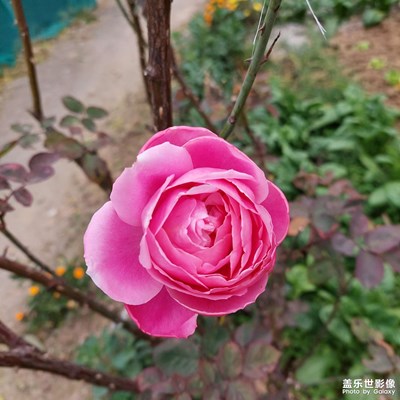 花的世界