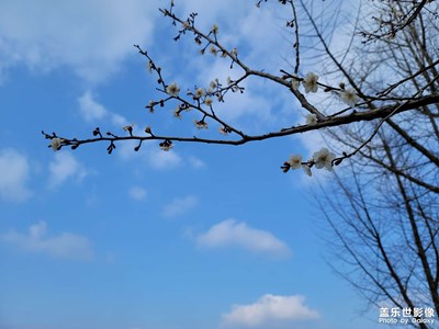超山梅花開放