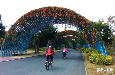 [場景小拍]拱門上的炮仗花