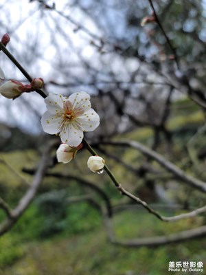 春風(fēng)一枝梅帶露