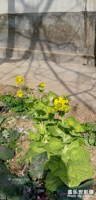 油菜花