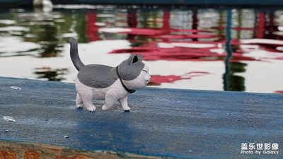 扭蛋里的貓