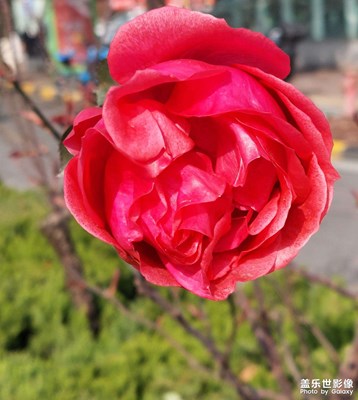 花開了