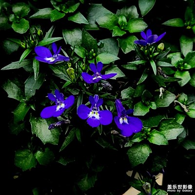 路邊的花