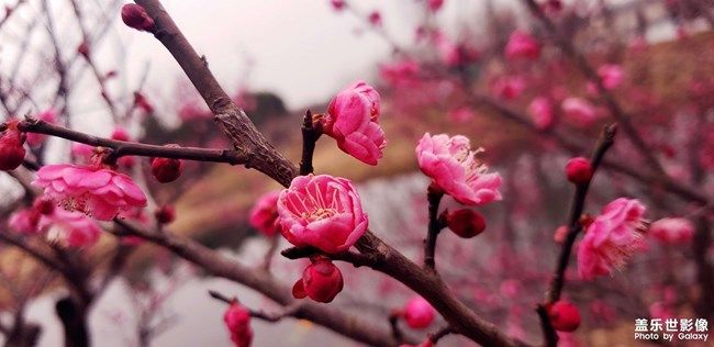 《每周星鮮事》 第96期:Galaxy S22系列 新品上市 立即購買 《每周星鮮事》 第96期:Galaxy S22系列 新品上市 立即購買