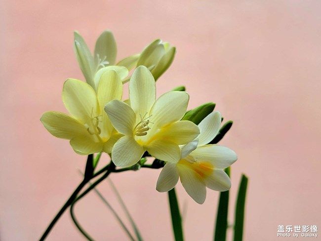 《每周星鮮事》 第96期:Galaxy S22系列 新品上市 立即購買 《每周星鮮事》 第96期:Galaxy S22系列 新品上市 立即購買