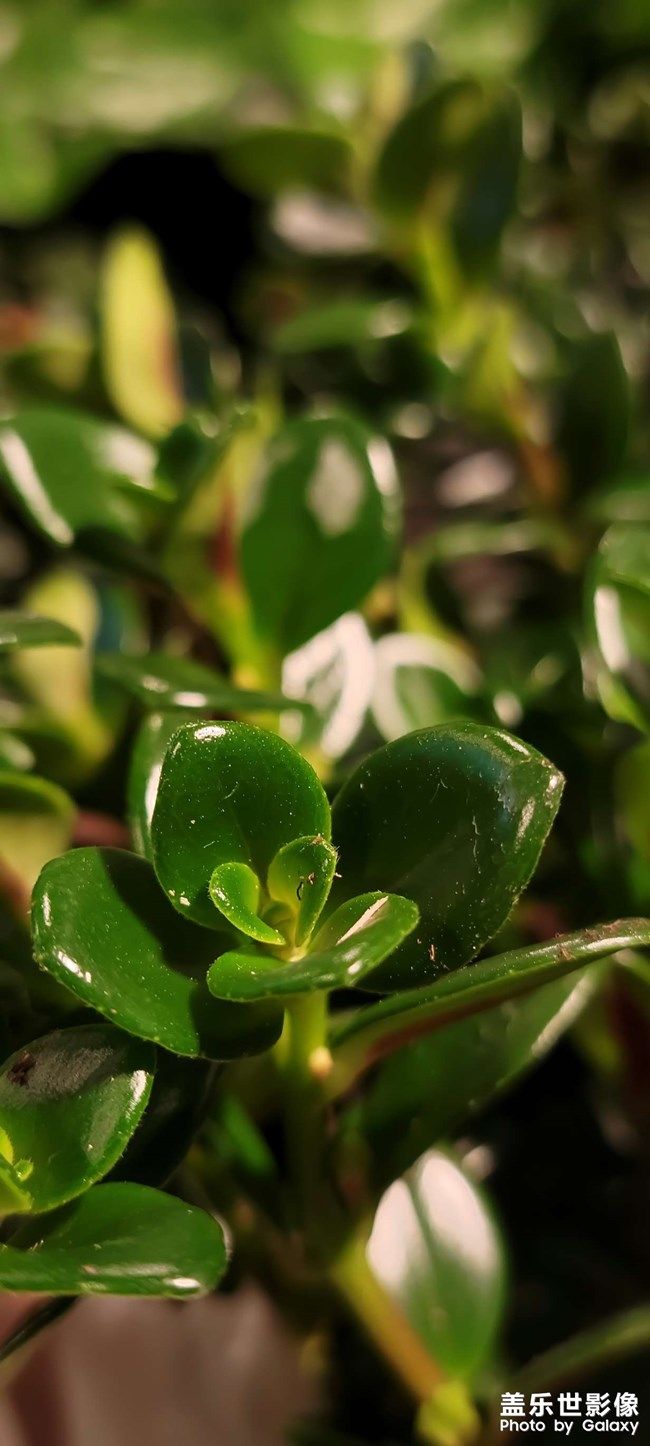 《每周星鮮事》 第96期:Galaxy S22系列 新品上市 立即購買 《每周星鮮事》 第96期:Galaxy S22系列 新品上市 立即購買