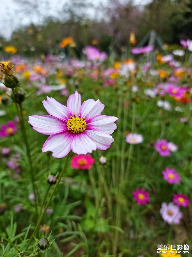 《每周星鮮事》 第96期:Galaxy S22系列 新品上市 立即購買 《每周星鮮事》 第96期:Galaxy S22系列 新品上市 立即購買